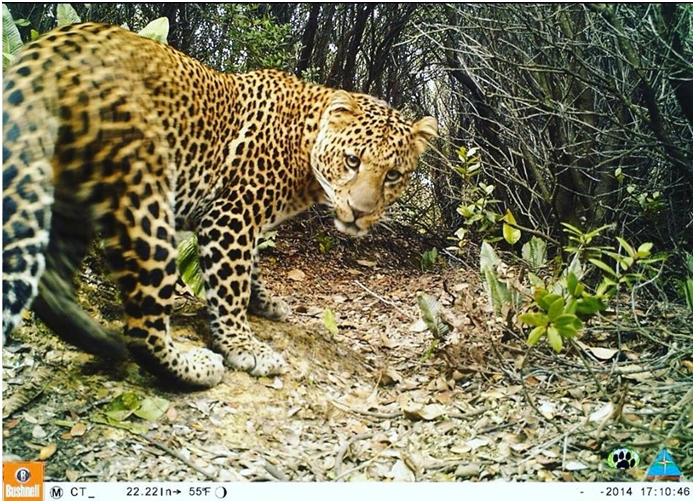 Where Javan leopards thrive, so do other wildlife, study shows