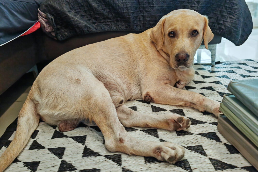 Laughter at Labrador’s Effort To Move ‘Unbothered Brat’ Sibling off His Bed