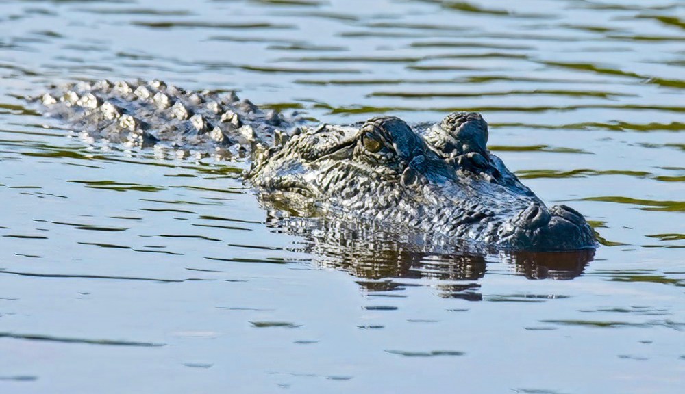 Alligator sighting in Washington State prompts investigation
