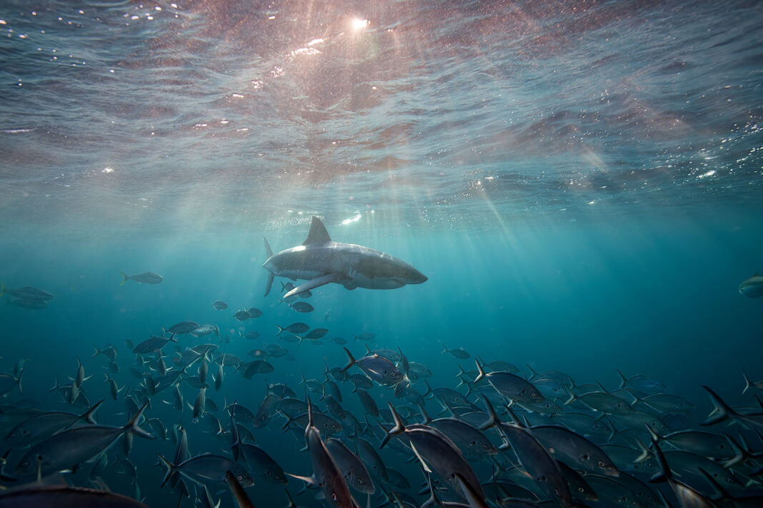 Sharks have weathered numerous mass extinctions. Will they survive us?