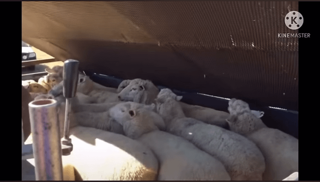 These shepherds dip their sheep in water filled with insecticide to clean them from harmful parasites. Sheep can hold their breaths for up to 11 minutes