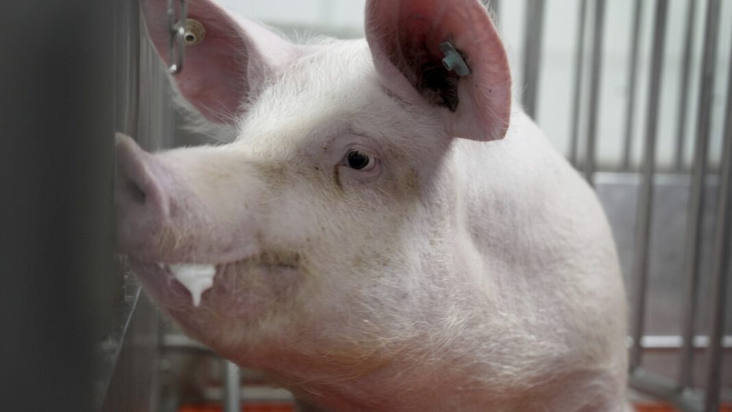 Meet some the pigs raised to grow kidneys and hearts for humans