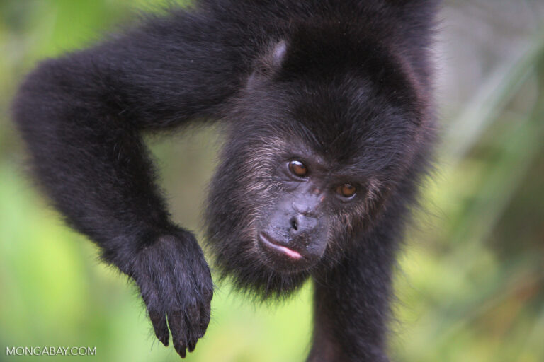 A Guatemalan reserve turns from civil war refuge to deforestation hotspot