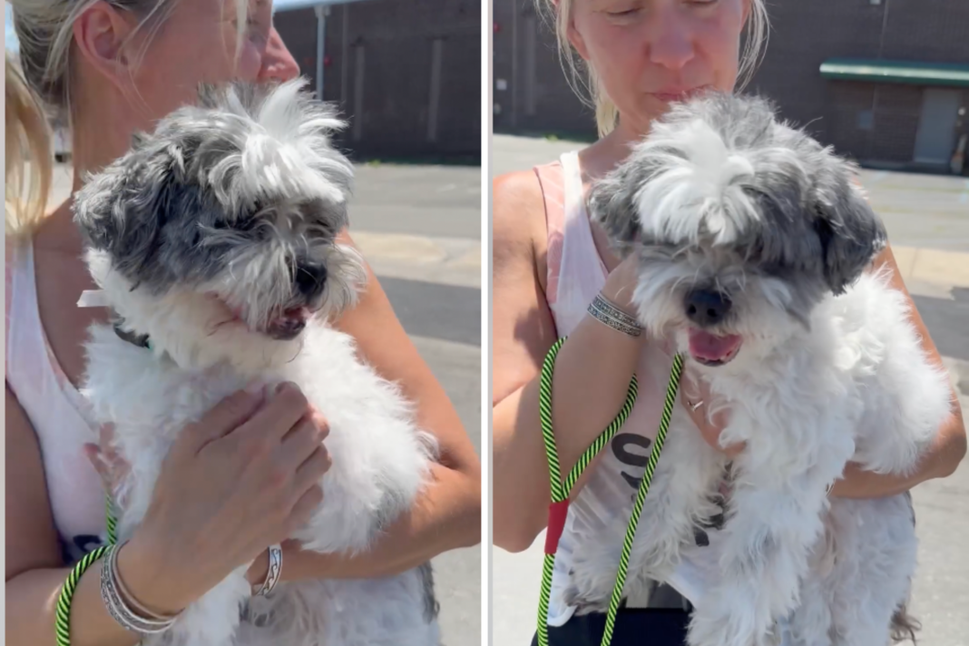 Dog Surrendered to Shelter by Owner of 16 Years Given Second Chance