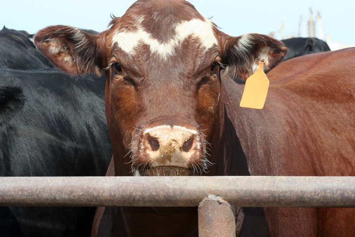 cargill-backed-research-to-optimize-existing-feed-strategies-to-cut-methane-in-cows.jpg Cargill backed research to optimize existing feed strategies to cut methane in cows