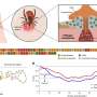 researchers-uncover-the-physical-chemistry-behind-tick-adhesion-to-skin.jpg Researchers uncover the physical chemistry behind tick adhesion to skin