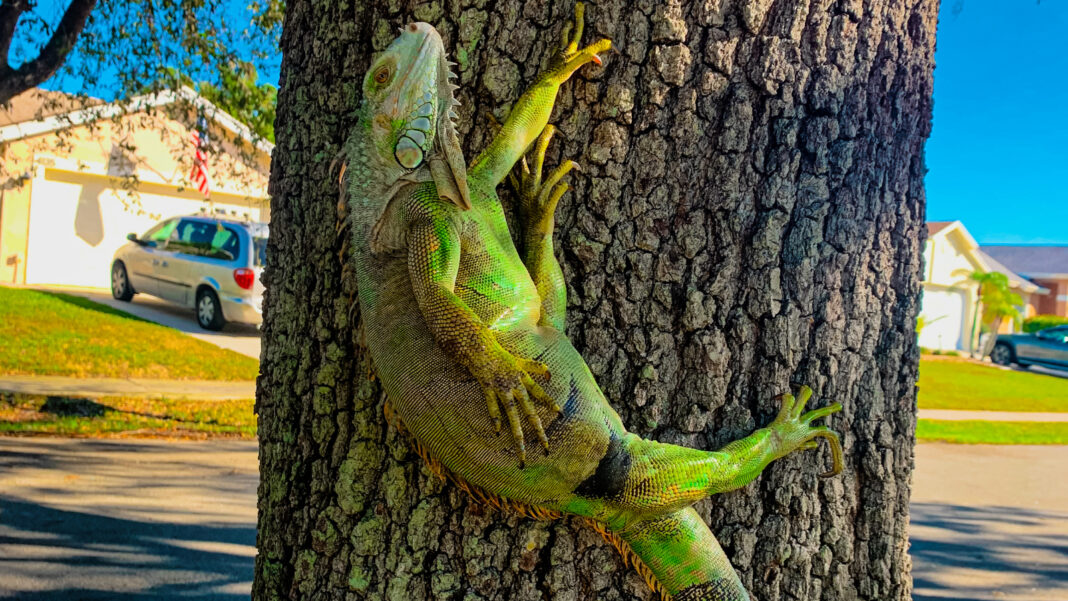 why-do-iguanas-fall-from-trees-in-florida.jpg Why do iguanas fall from trees in Florida?