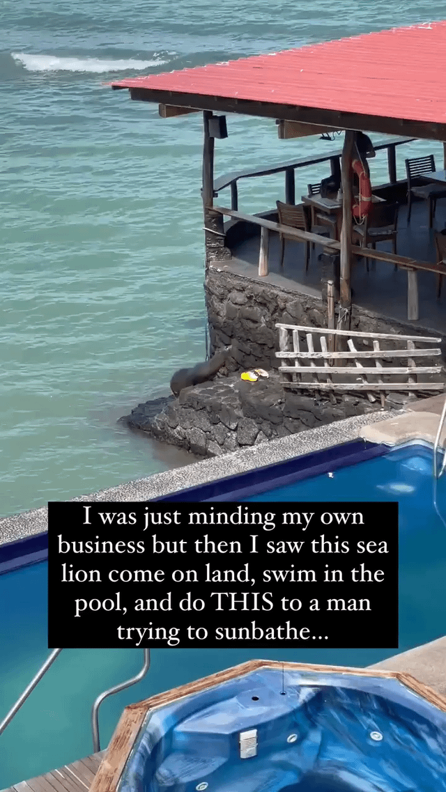 Sea lion enjoys the resort lifestyle