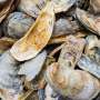 study-highlights-successes-of-virginias-oyster-restoration-efforts.jpg Study highlights successes of Virginia’s oyster restoration efforts