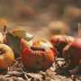 a-new-lease-on-life-transforming-biowaste-into-a-valuable-resource.jpg A new lease on life: Transforming biowaste into a valuable resource
