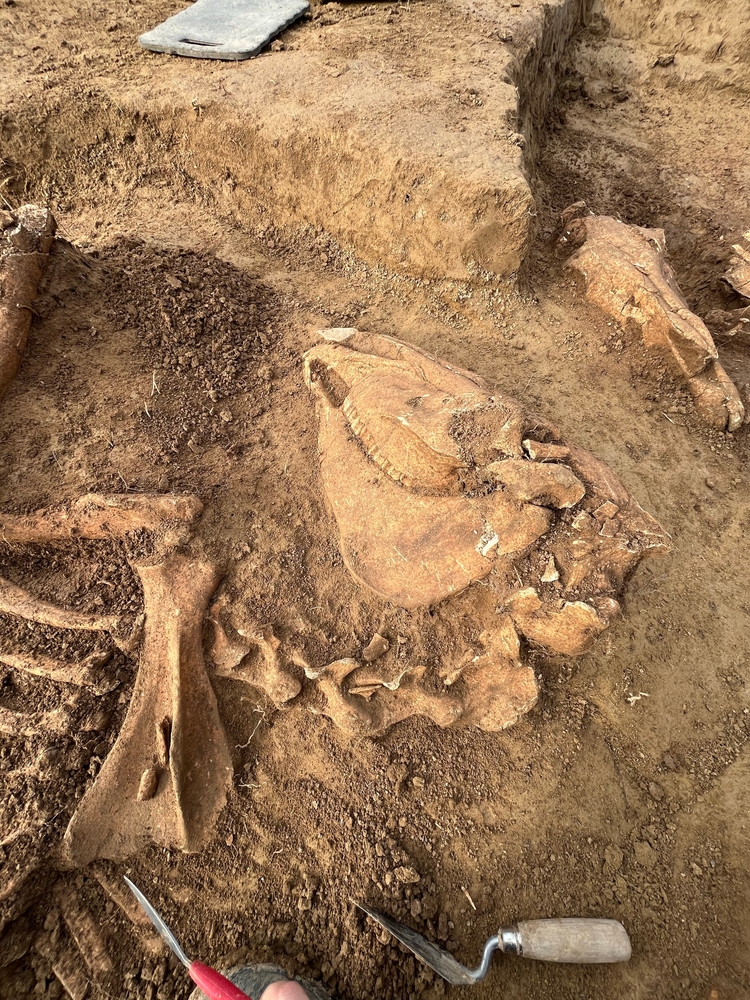horses-sloths-and-other-mammals-fell-in-the-same-sinkhole-500000-years-ago.jpg Horses, Sloths, and Other Mammals Fell in the Same Sinkhole 500,000 Years Ago