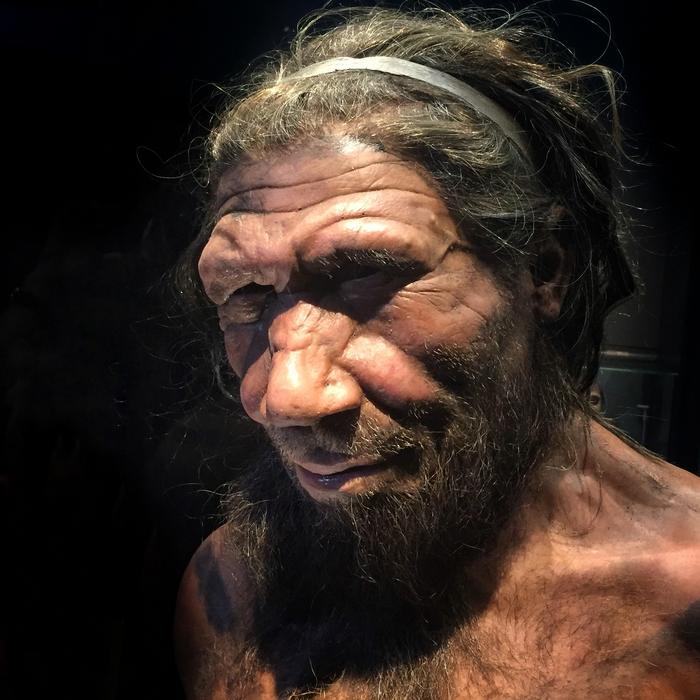 the-inner-ear-reveals-neanderthals-may-have-went-through-great-genetic-loss.jpg The Inner Ear Reveals Neanderthals May Have Went Through Great Genetic Loss