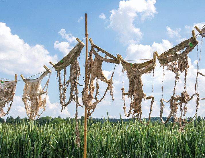 assessing-soil-health-with-underpants-science.jpg Assessing soil health with underpants | Science