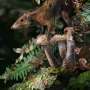 mammals-were-adapting-from-life-in-the-trees-to-living-on-the-ground-before-dinosaur-killi67ec9da220925.jpg Mammals were adapting from life in the trees to living on the ground before dinosaur-killing asteroid, research reveals