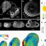 how-physical-forces-shape-plants-from-the-inside-out-to-generate-their-complex-3d-shapes.jpg How physical forces shape plants from the inside out to generate their complex 3D shapes