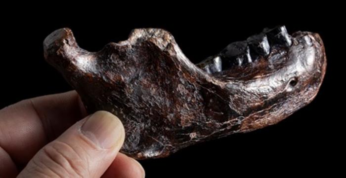 jawbone-found-off-the-coast-of-taiwan-connects-denisovans-to-southeast-asia.jpg Jawbone Found Off the Coast of Taiwan Connects Denisovans to Southeast Asia