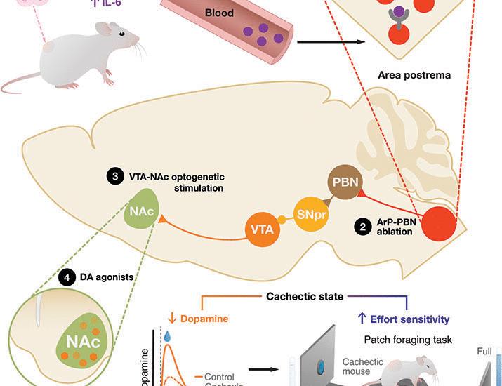 a-neuroimmune-circuit-mediates-cancer-cachexia-associated-apathy-science.jpg A neuroimmune circuit mediates cancer cachexia-associated apathy | Science