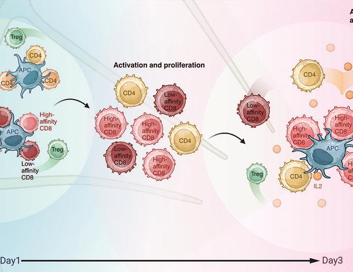A distinct priming phase regulates CD8 T cell immunity by orchestrating paracrine IL-2 signals | Science