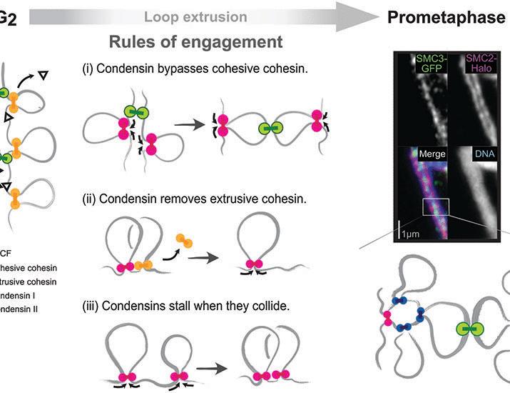 rules-of-engagement-for-condensins-and-cohesins-guide-mitotic-chromosome-formation-science.jpg Rules of engagement for condensins and cohesins guide mitotic chromosome formation | Science
