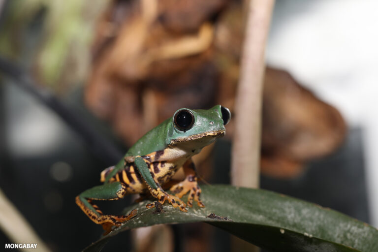 New report reinforces critical role of Amazonian protected areas in climate fight