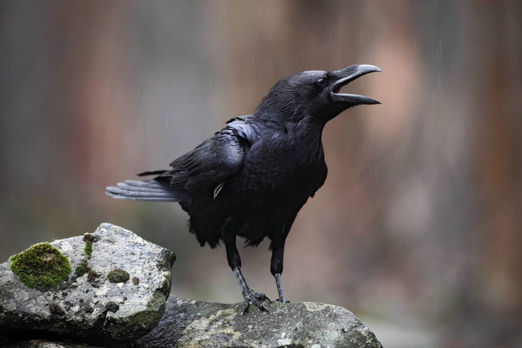 crows-are-so-smart-they-can-actually-do-geometry.jpg Crows are so smart, they can actually do geometry