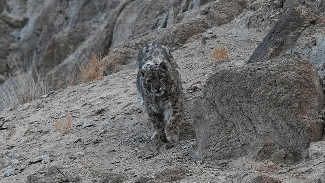 northern-indias-elusive-snow-leopards-get-their-close-up.png Northern India’s elusive snow leopards get their close up