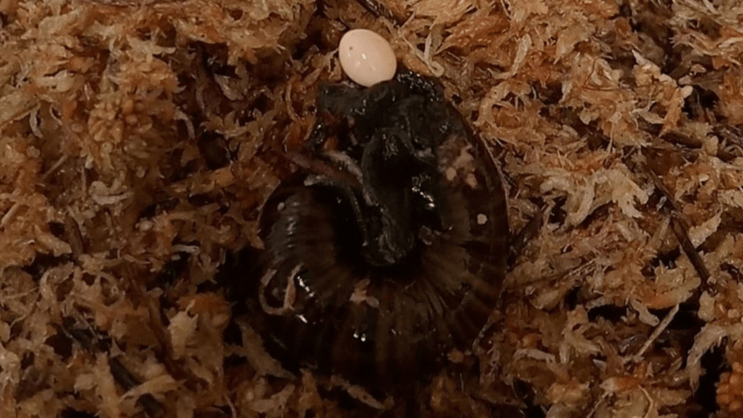 watch-a-snail-lay-an-eggfrom-its-neck.png Watch a snail lay an egg…from its neck