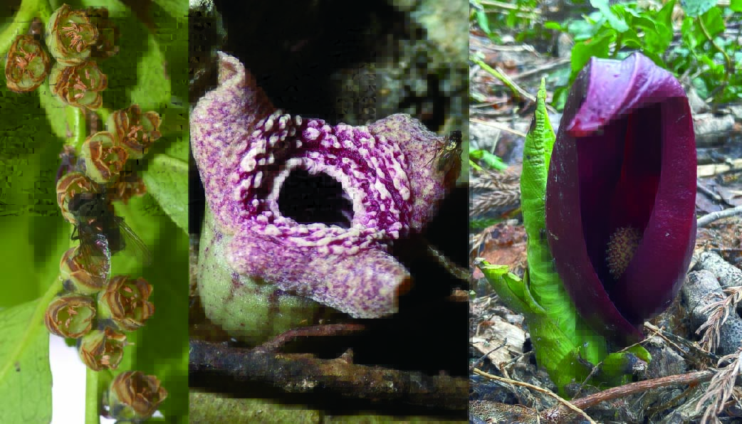 scientists-discover-how-some-flowers-mimic-the-smell-of-death.jpg Scientists discover how some flowers mimic the smell of death