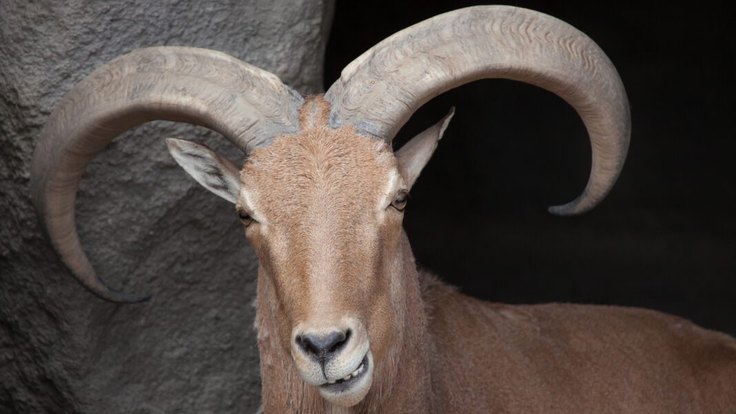 texas-aims-to-legalize-hunting-invasive-sheep-from-helicopters.jpg Texas aims to legalize hunting invasive sheep from helicopters