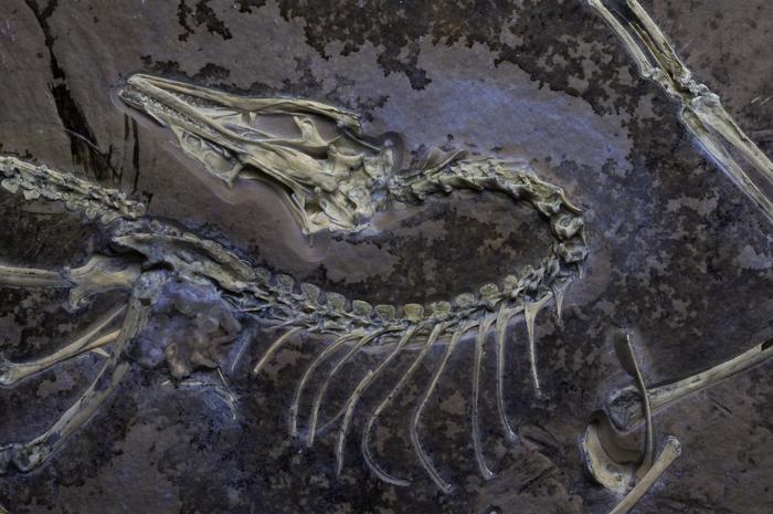 UV Light Helps Us Understand Why the Archaeopteryx Was Such a Good Flier