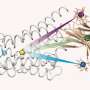 gps-for-proteins-tracking-the-motions-of-cell-receptors.jpg GPS for proteins: Tracking the motions of cell receptors