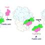 Structural mechanism reveals how antibiotic resistance to fusidic acid works