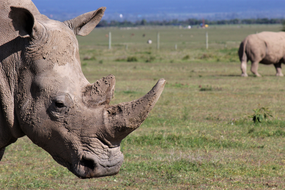 northern-white-rhino-genome-could-help-save-the-species-from-extinction.jpg Northern White Rhino Genome Could Help Save the Species from Extinction