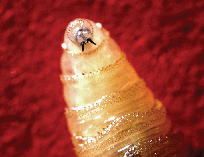 Deliberate extinction by genome modification: An ethical challenge | Science