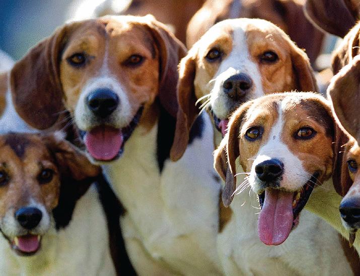 very-good-dogs-science.jpg Very good dogs | Science