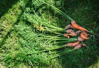 Ask the Expert: Why are vegetables twisted and misshapen when harvested?